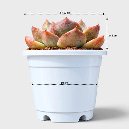 5 Echeveria Succulent Plants Collection – Colourful, Well-Rooted Rosettes