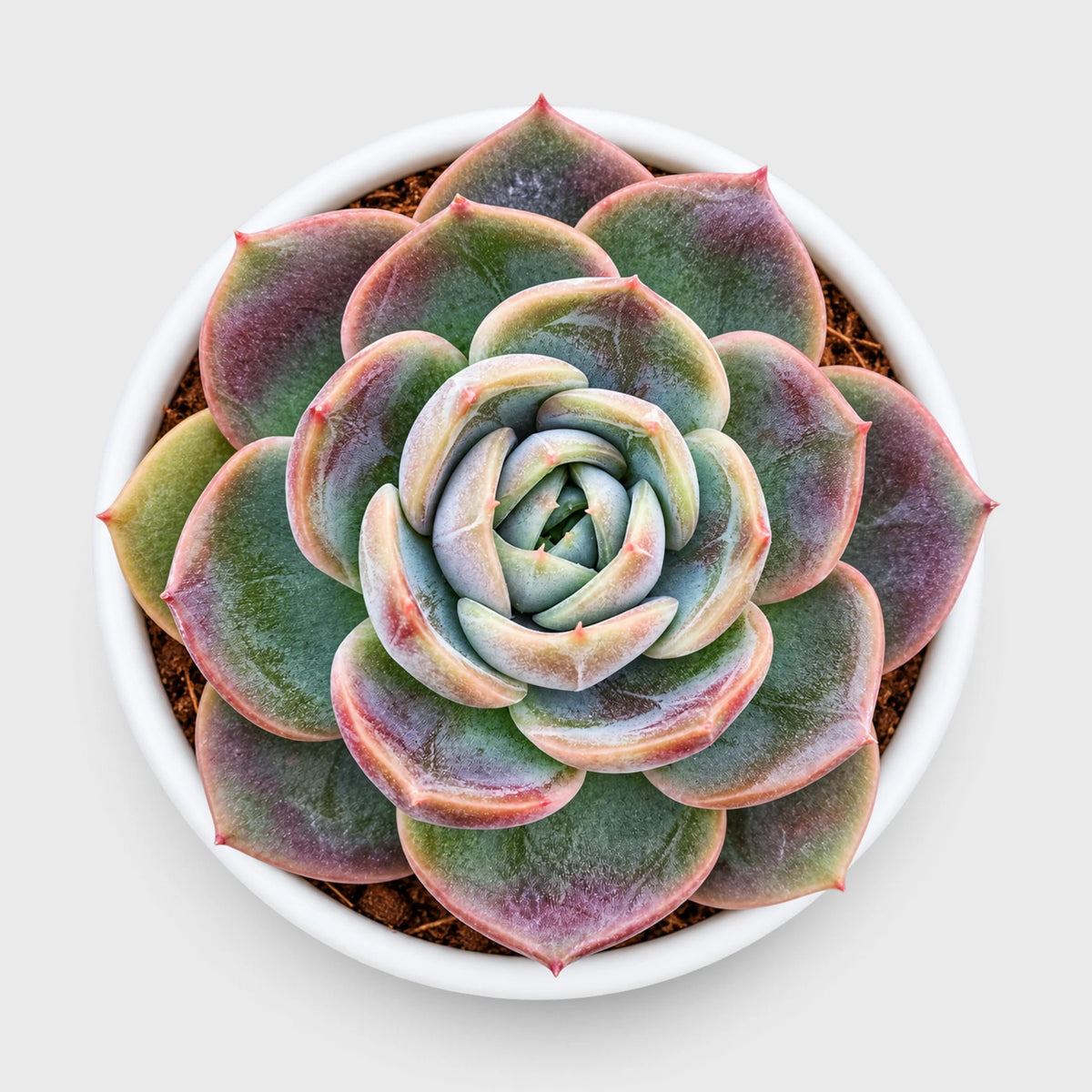 5 Echeveria Succulent Plants Collection – Colourful, Well-Rooted Rosettes