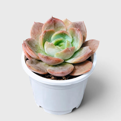 5 Echeveria Succulent Plants Collection – Colourful, Well-Rooted Rosettes