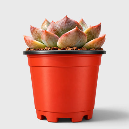 Echeveria Love of Surprise – Rare & Unique Succulent | Big Size Colorful Rosette – Bare-Rooted