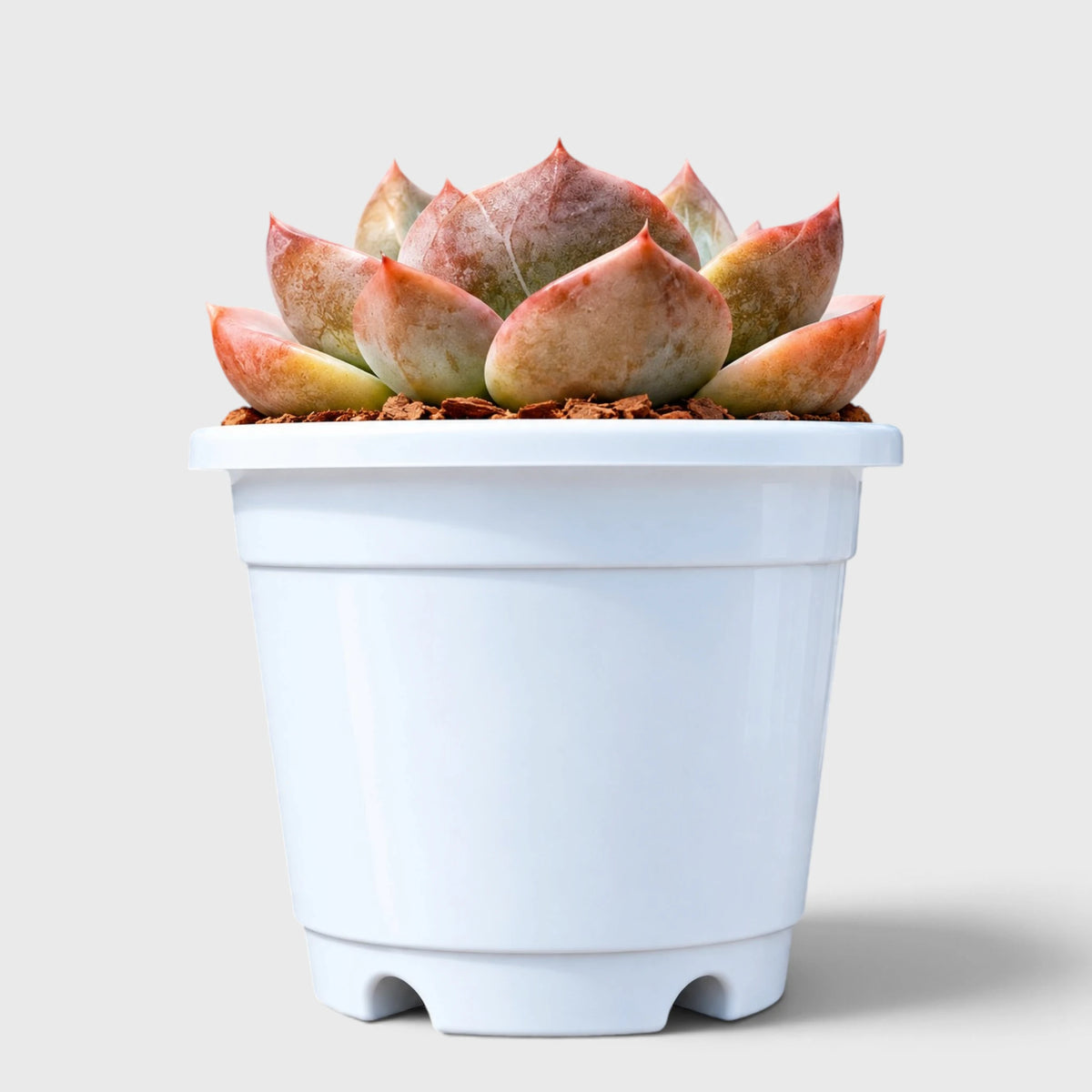 Echeveria Love of Surprise – Rare & Unique Succulent | Big Size Colorful Rosette – Bare-Rooted