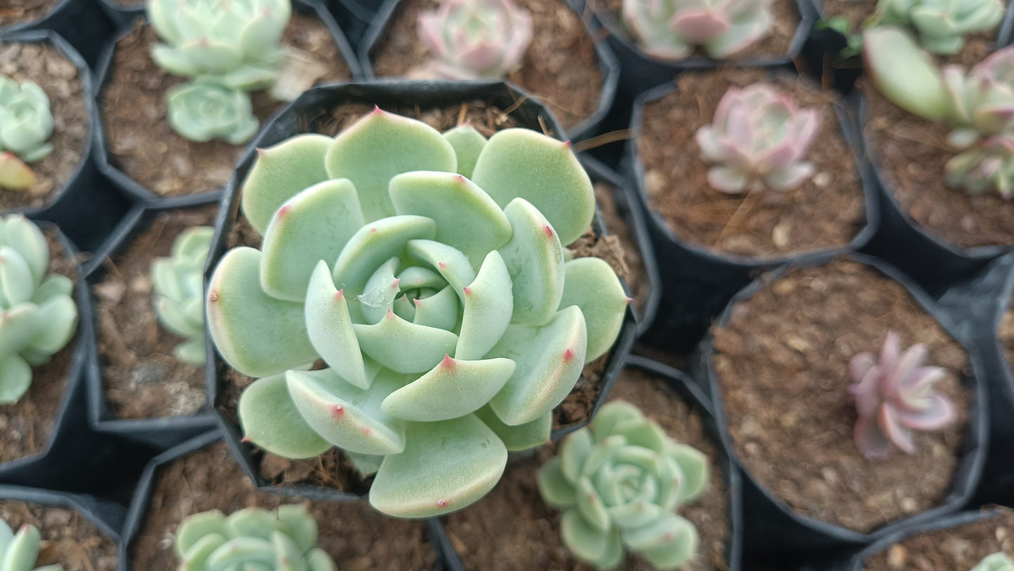 Echeveria Lunas Hybrid – Elegant Succulent for Home & Office Decor - My Store