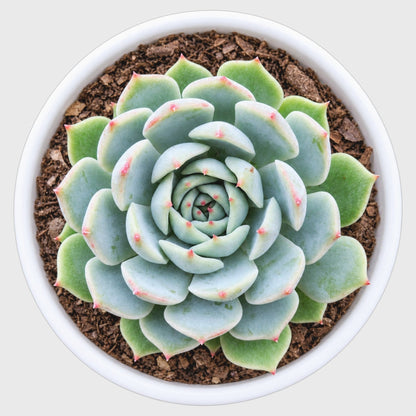 Echeveria Colorful Succulent Combo Set – 5 Different Echeveria Varieties