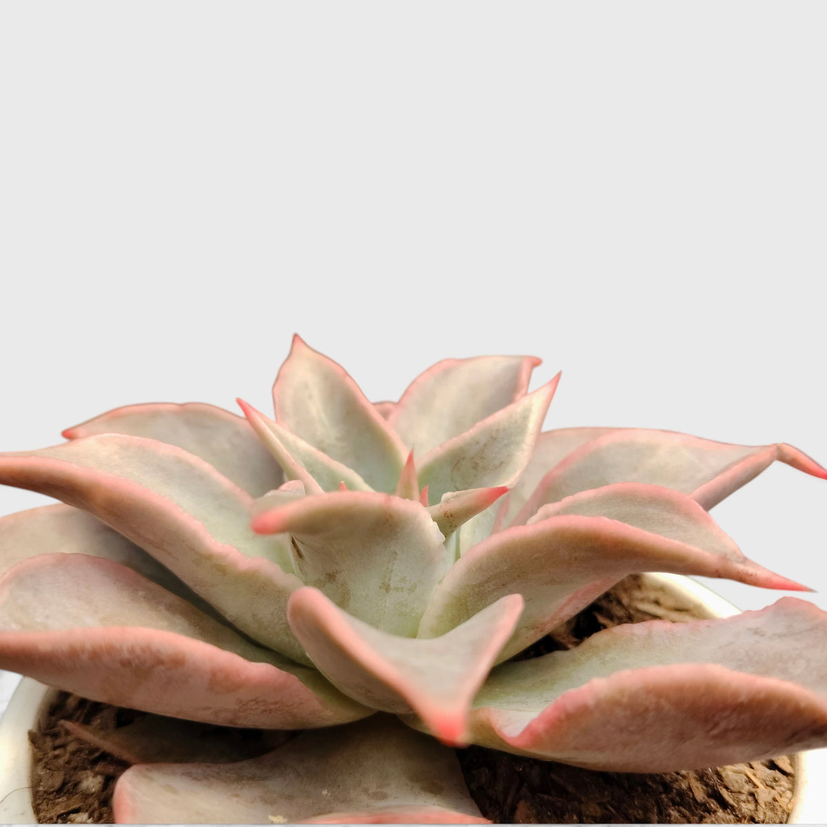 Echeveria Korean Madiba – Ruffled Rosette Succulent
