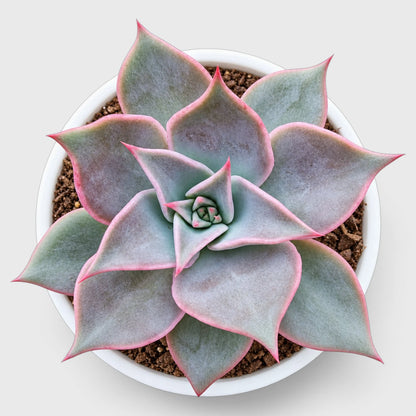 Echeveria Colorful Succulent Combo Set – 5 Different Echeveria Varieties