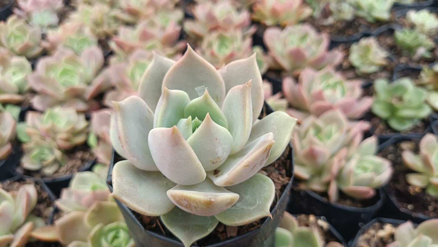 Echeveria Madiba X Lola Succulent - My Store