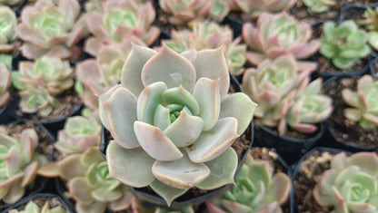 Echeveria Madiba X Lola Succulent - My Store