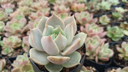 Echeveria Madiba X Lola Succulent - My Store