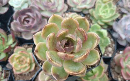 Echeveria Mirine Succulent - Tranquil Beauty for Any Space - My Store