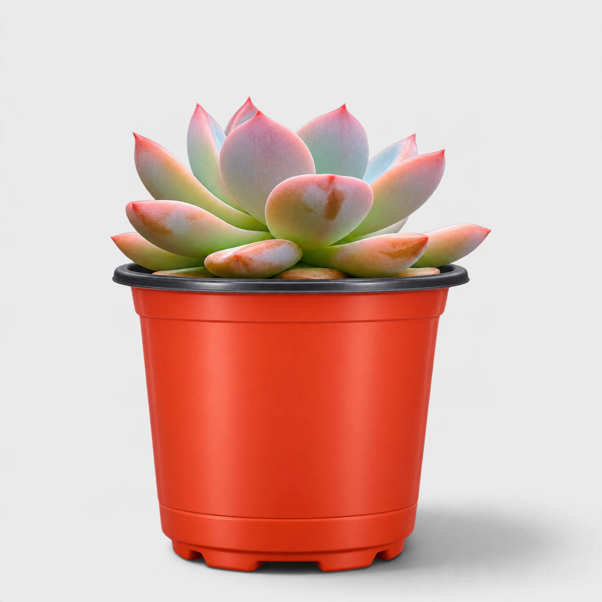 Echeveria Monroe Hybrid Pink Green Foliage
