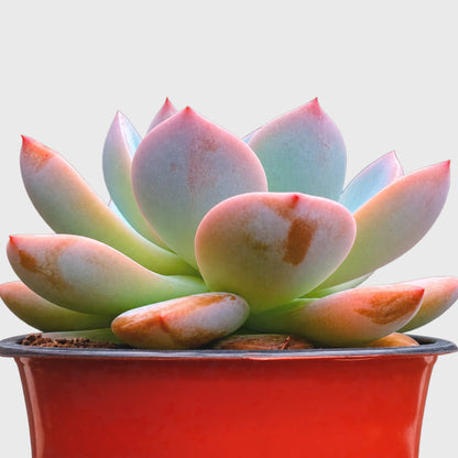 Echeveria Monroe Hybrid Rosette Succulent