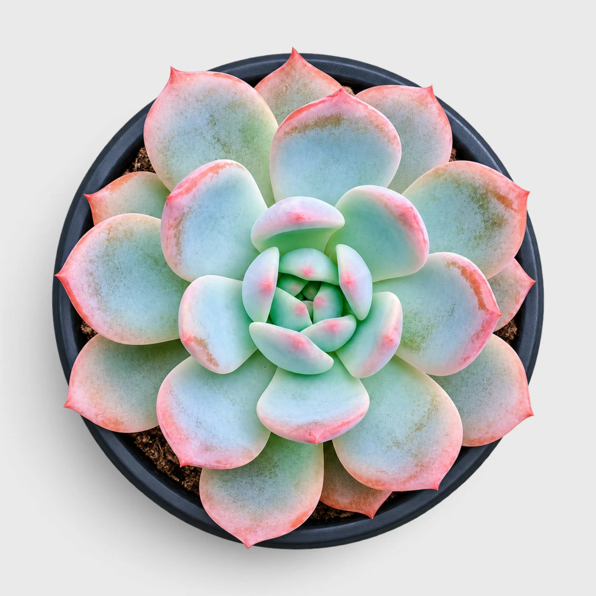 Echeveria Monroe Hybrid Succulent Plant