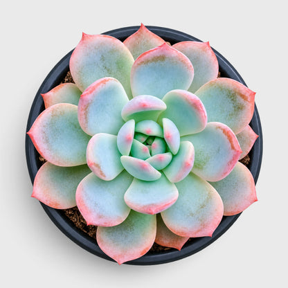 Echeveria Monroe Hybrid Succulent Plant