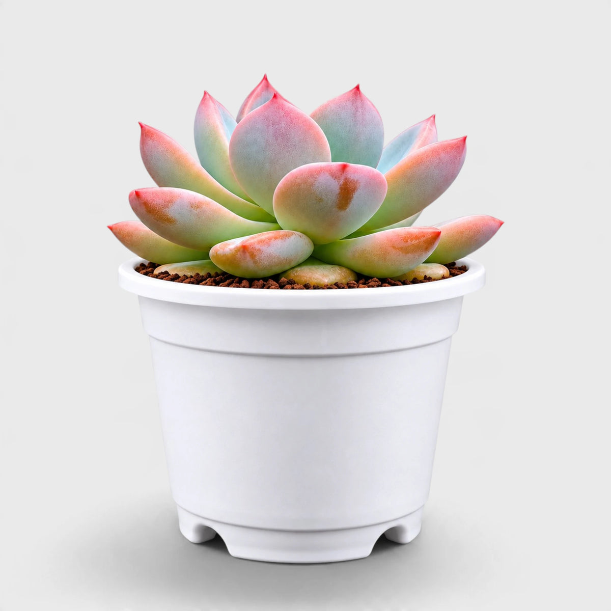 Echeveria Monroe – Rare Hybrid Rosette Succulent