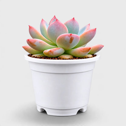 Echeveria Monroe – Rare Hybrid Rosette Succulent