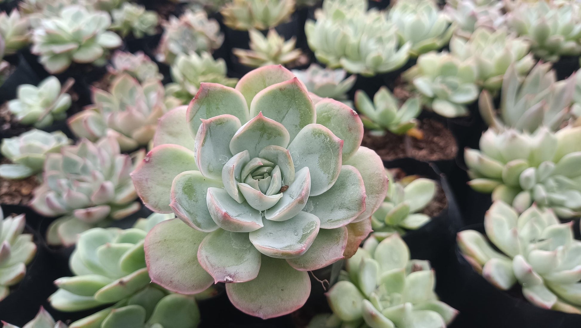 Echeveria Moon Fairy – Elegant, Low - Maintenance Succulent for Any Space - My Store