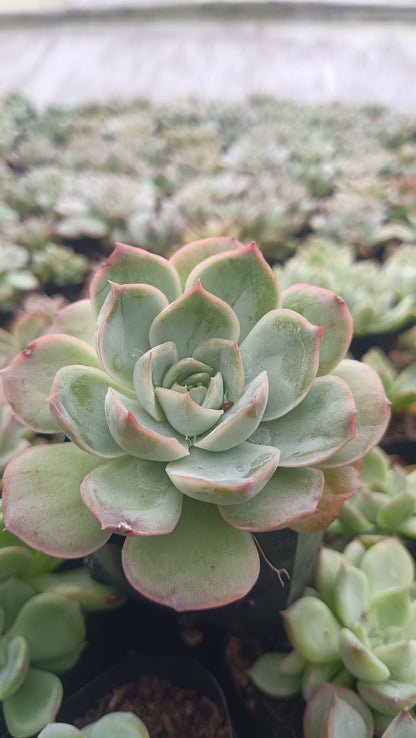 Echeveria Moon Fairy – Elegant, Low - Maintenance Succulent for Any Space - My Store
