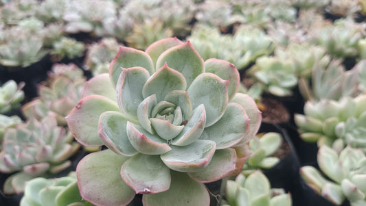 Echeveria Moon Fairy – Elegant, Low - Maintenance Succulent for Any Space - My Store