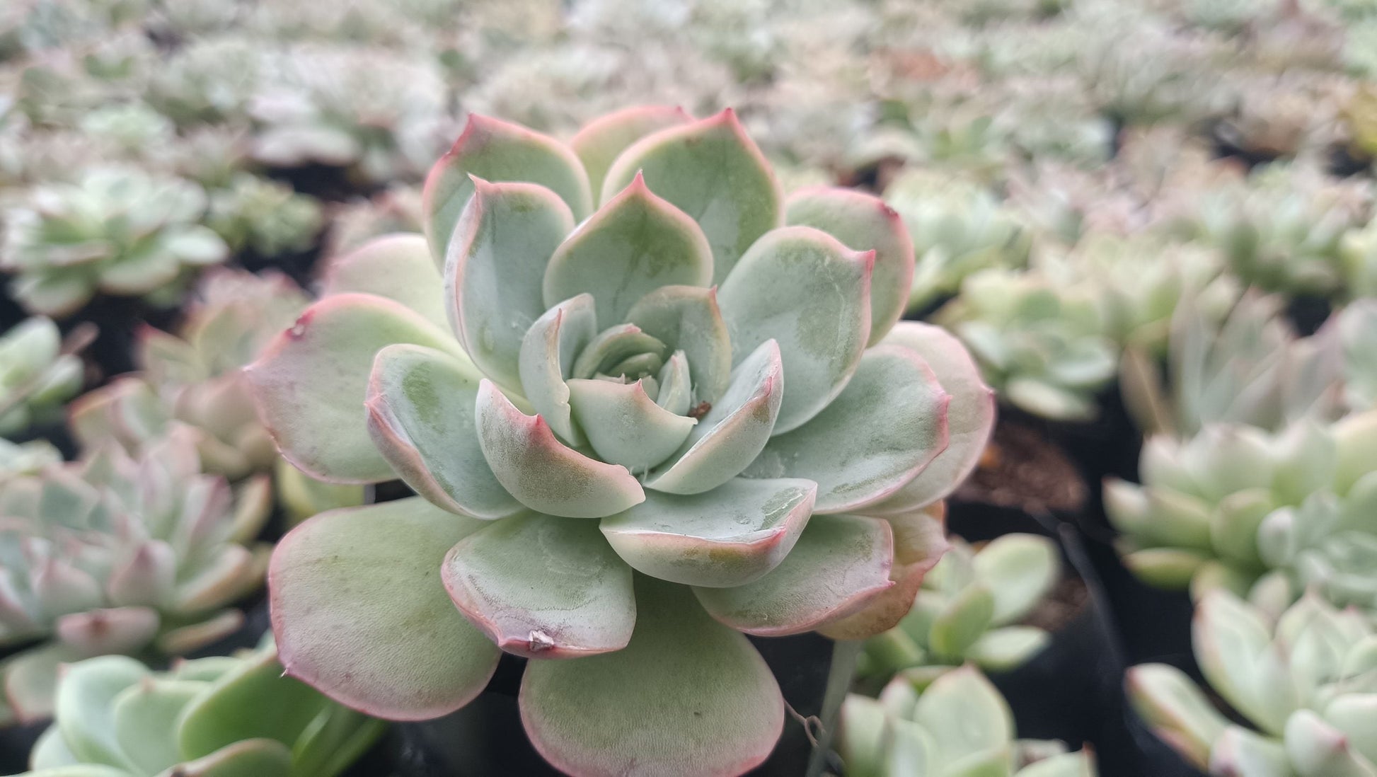 Echeveria Moon Fairy – Elegant, Low - Maintenance Succulent for Any Space - My Store