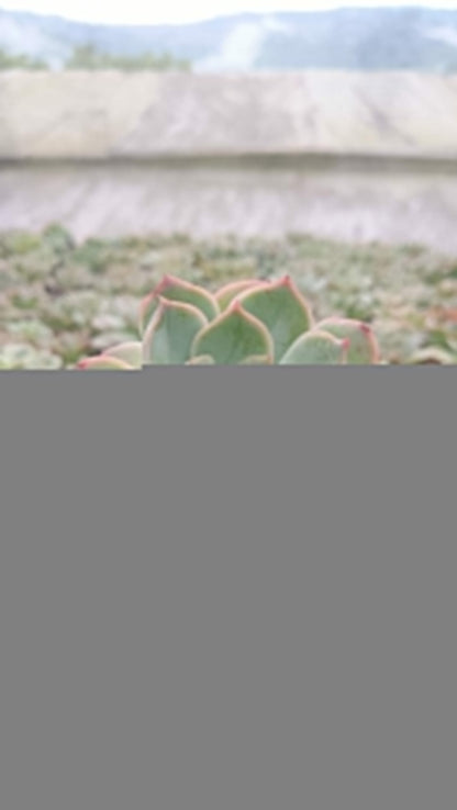 Echeveria Moon Fairy – Elegant, Low - Maintenance Succulent for Any Space - My Store