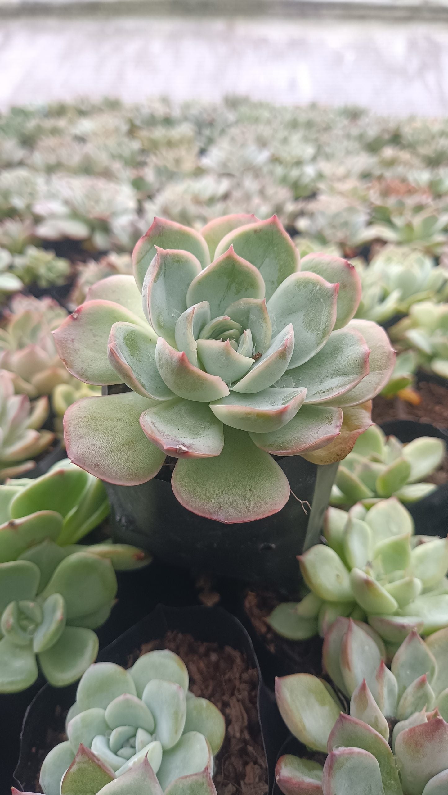 Echeveria Moon Fairy – Elegant, Low - Maintenance Succulent for Any Space - My Store