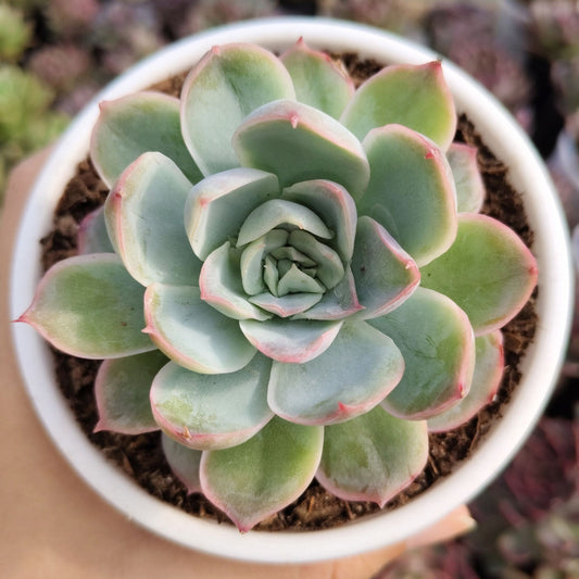Echeveria Moon Fairy – Rare Pastel Rosette Succulent Indoor Plant | Bare Rooted