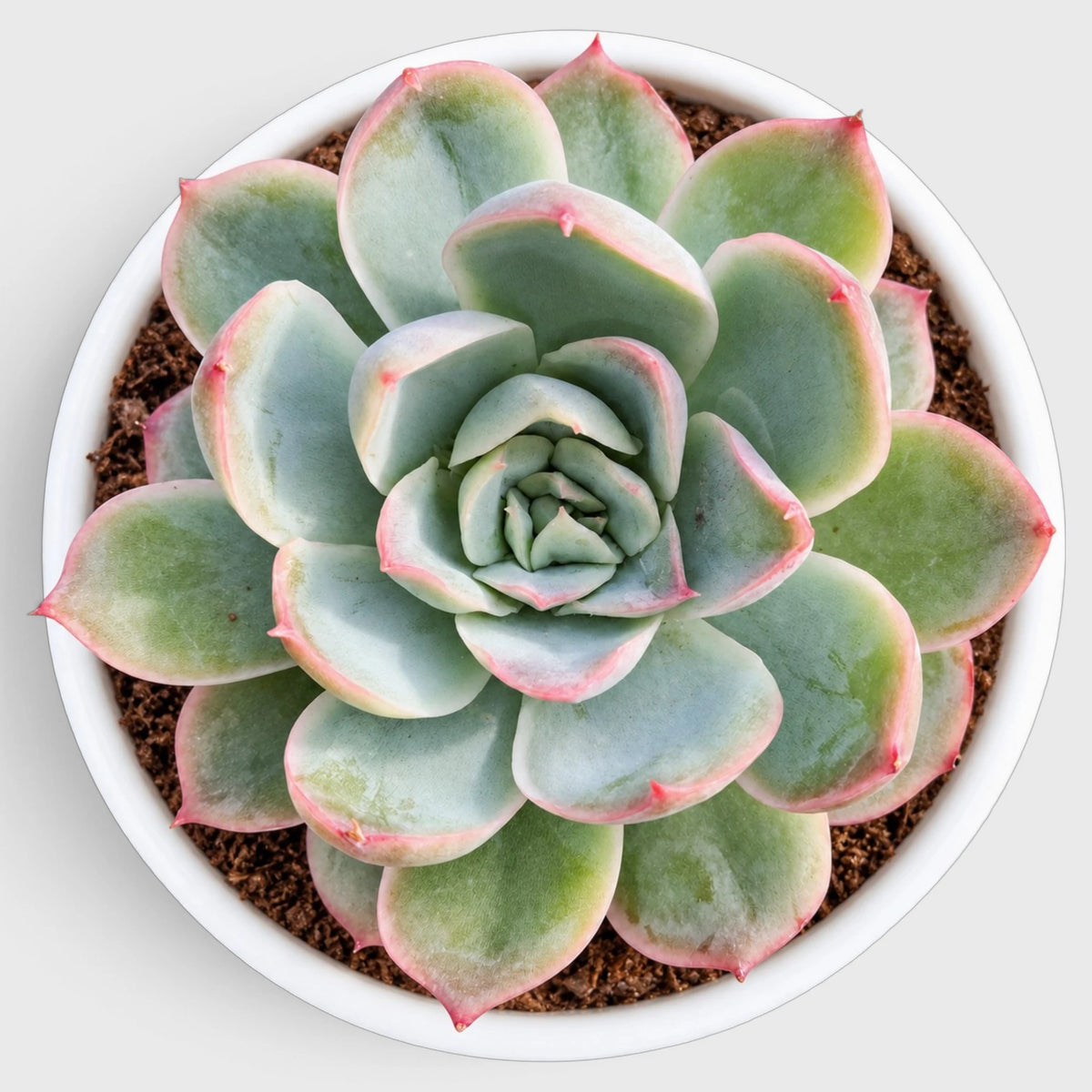 Echeveria Colorful Succulent Combo Set – 5 Different Echeveria Varieties