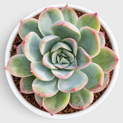 Echeveria Colorful Succulent Combo Set – 5 Different Echeveria Varieties