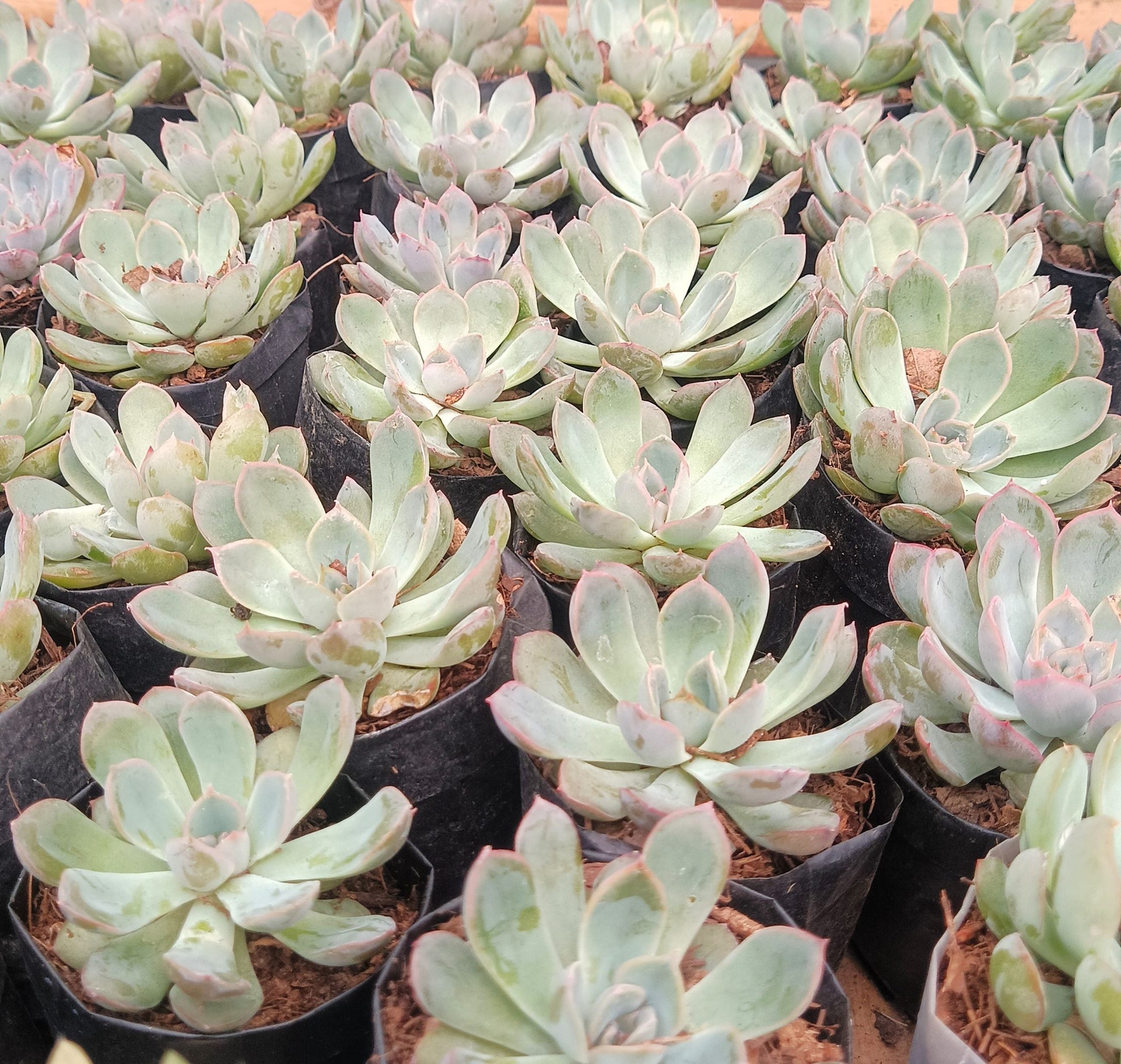 "Echeveria Orient: Beautiful Succulent for Home and Office" - My Store