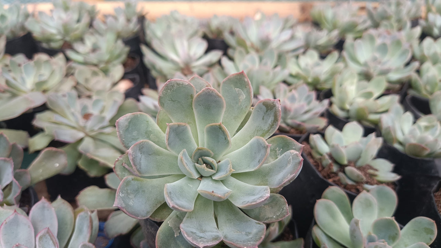 "Echeveria Orient: Beautiful Succulent for Home and Office" - My Store