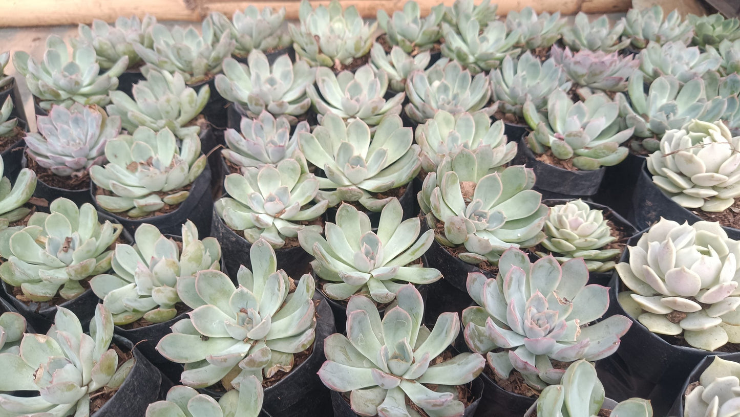 "Echeveria Orient: Beautiful Succulent for Home and Office" - My Store