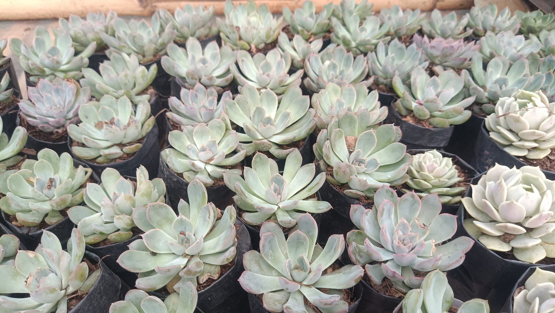 "Echeveria Orient: Beautiful Succulent for Home and Office" - My Store