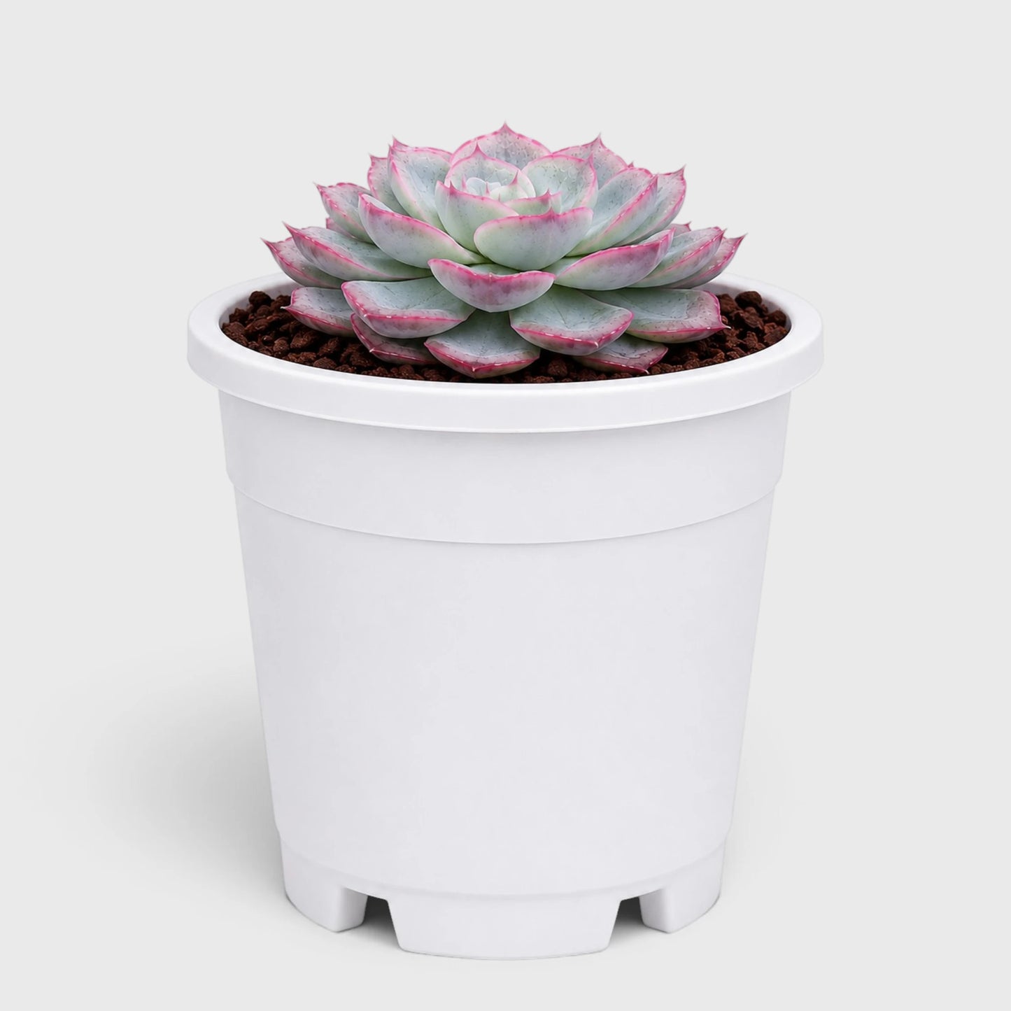 Hybrid Echeveria Orient | Mature Well Rooted Live Succulent
