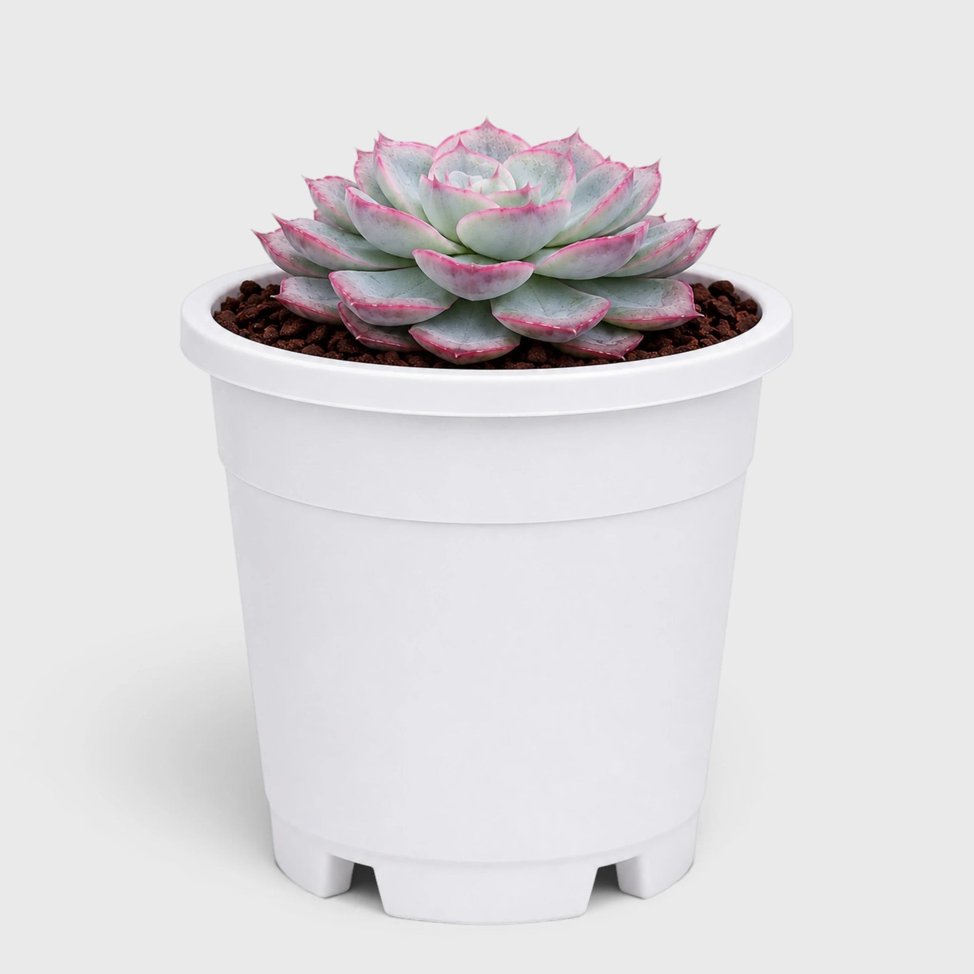 Hybrid Echeveria Orient | Mature Well Rooted Live Succulent