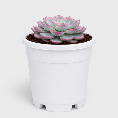 Hybrid Echeveria Orient | Mature Well Rooted Live Succulent