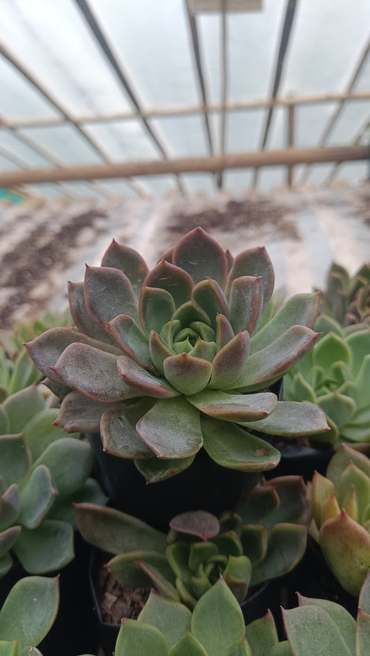 Echeveria Pine Rose Hybrid Korean - Elegant Succulent with Stunning Pink Gradient - My Store