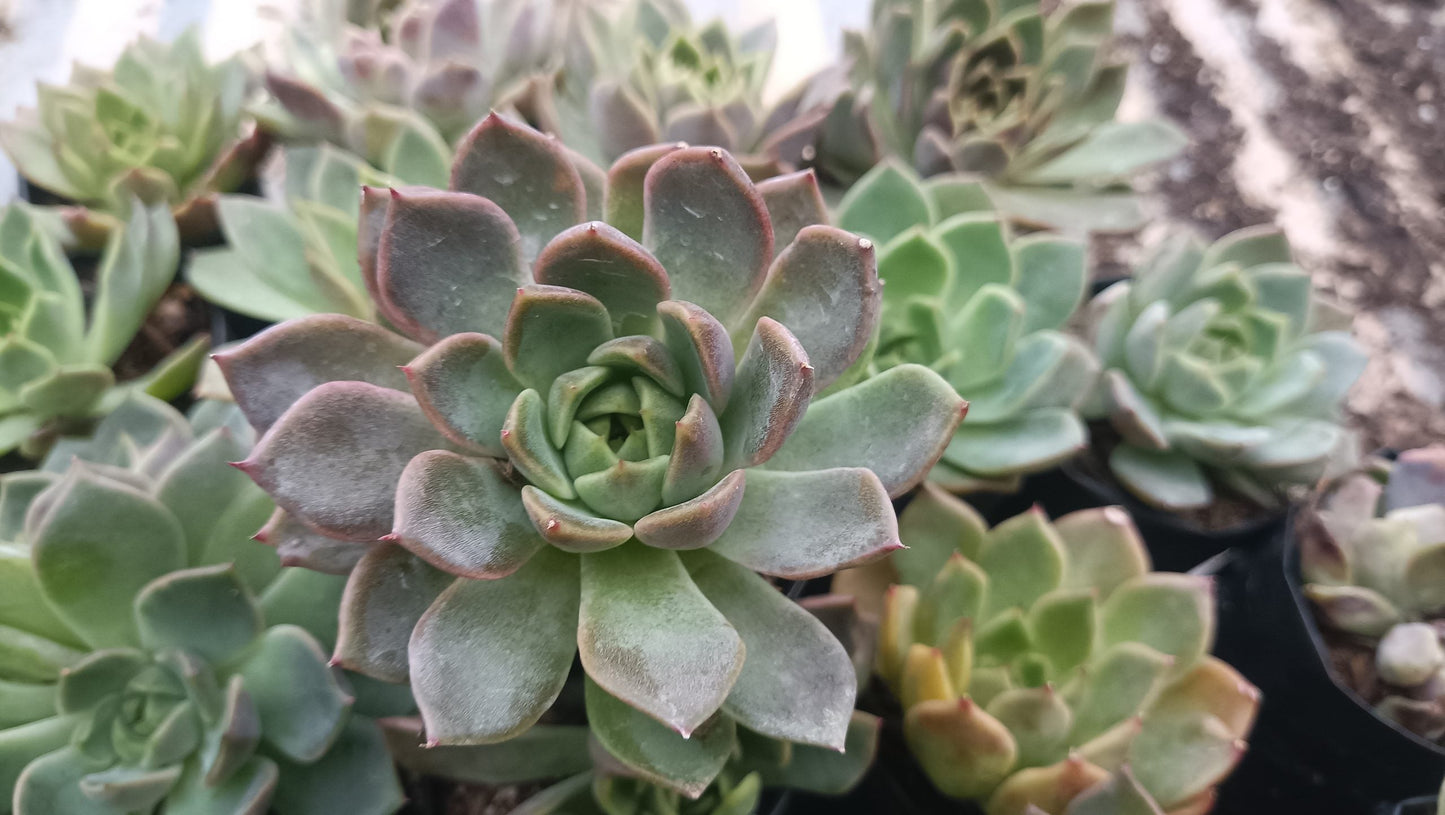 Echeveria Pine Rose Hybrid Korean - Elegant Succulent with Stunning Pink Gradient - My Store