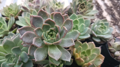 Echeveria Pine Rose Hybrid Korean - Elegant Succulent with Stunning Pink Gradient - My Store