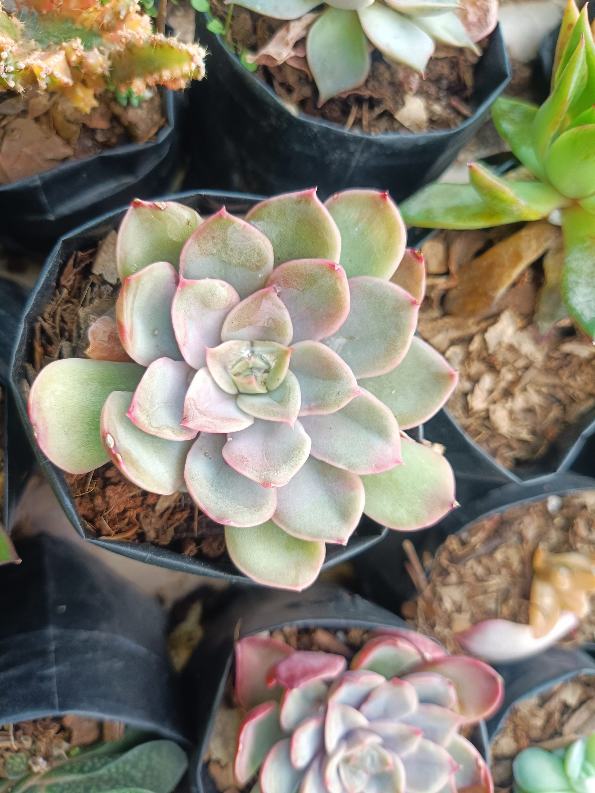 Echeveria Pink Edge Pulidonis Hybrid Succulent: Timeless Beauty for Any Space - My Store