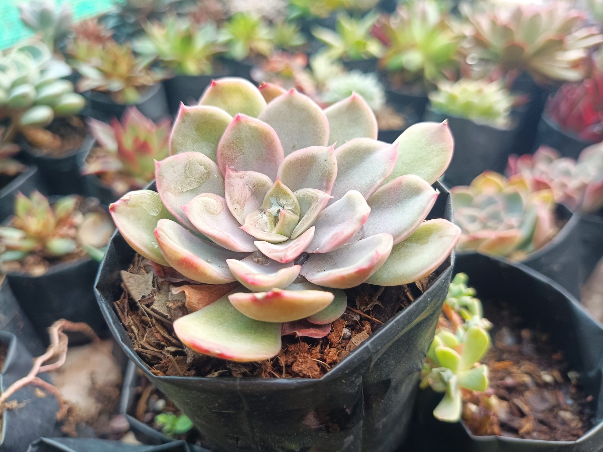 Echeveria Pink Edge Pulidonis Hybrid Succulent: Timeless Beauty for Any Space - My Store
