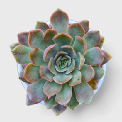 Echeveria Pink Harin Succulent