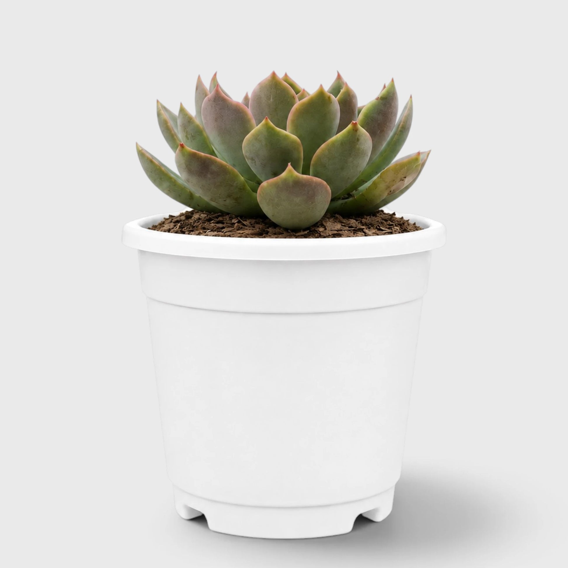 Echeveria Pink Harin Live Succulent Plant for Sale.