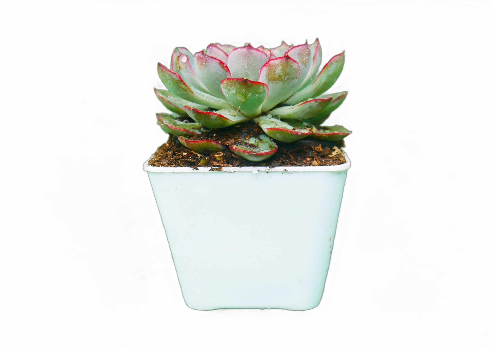 Echeveria Pulidonis Hybrid: A Graceful Beauty for Your Space - My Store