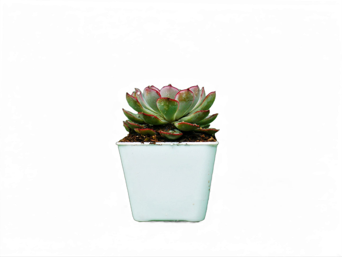 Echeveria Pulidonis Hybrid: A Graceful Beauty for Your Space - My Store