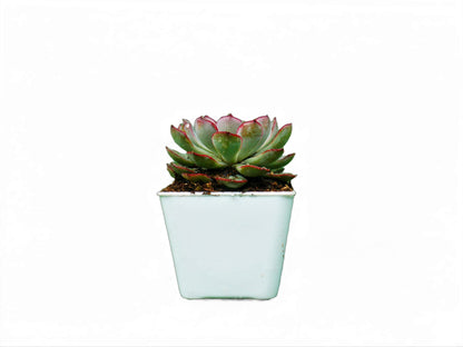 Echeveria Pulidonis Hybrid: A Graceful Beauty for Your Space - My Store