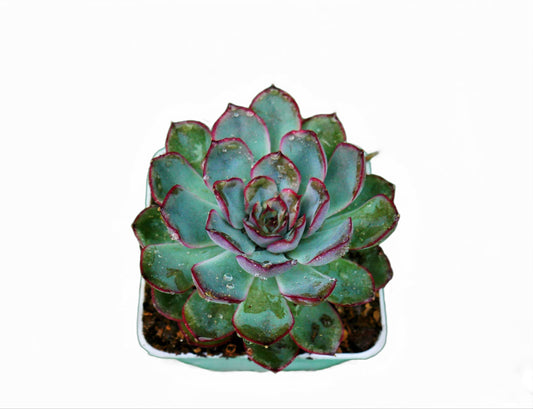 Echeveria Pulidonis Hybrid: A Graceful Beauty for Your Space - My Store