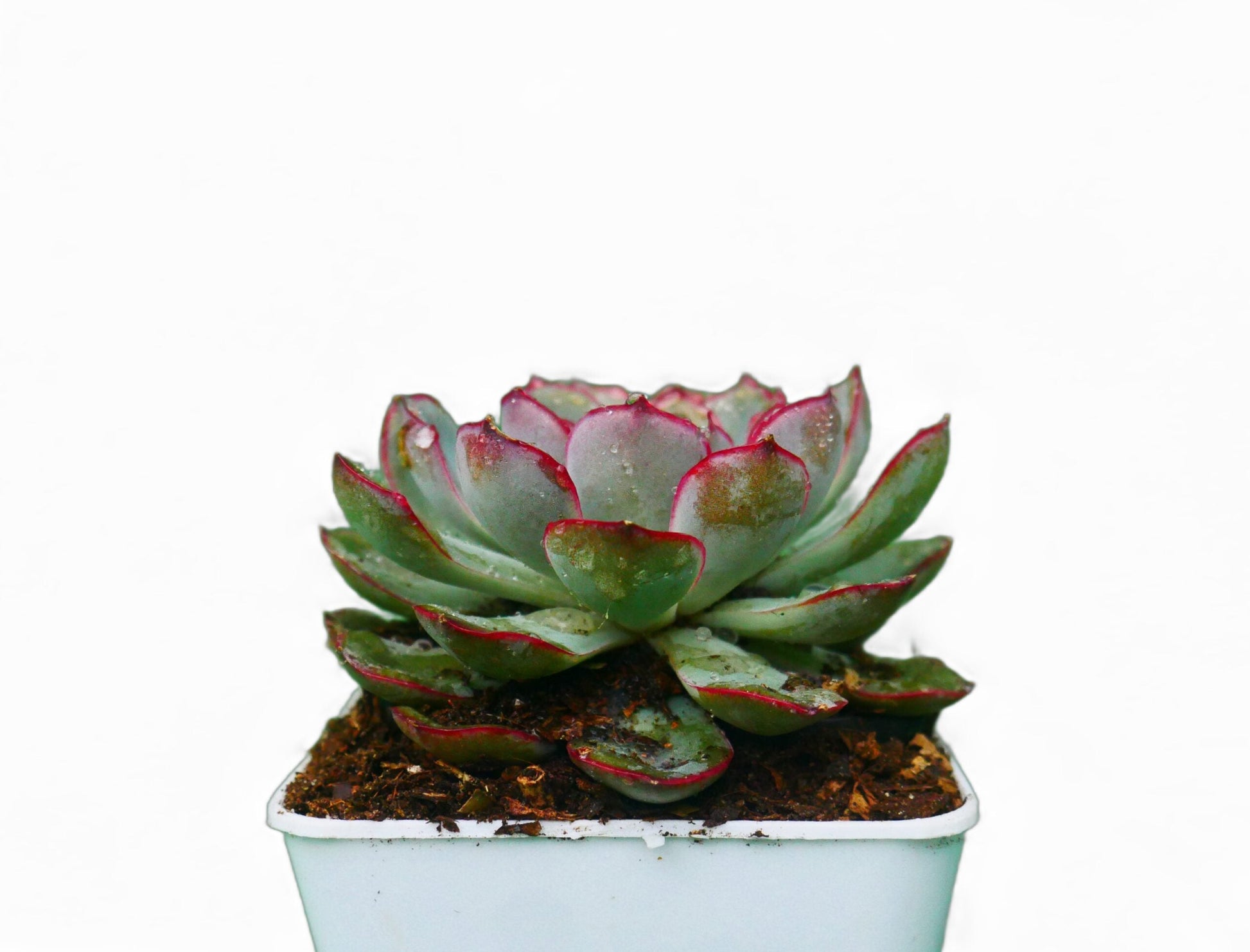 Echeveria Pulidonis Hybrid: A Graceful Beauty for Your Space - My Store