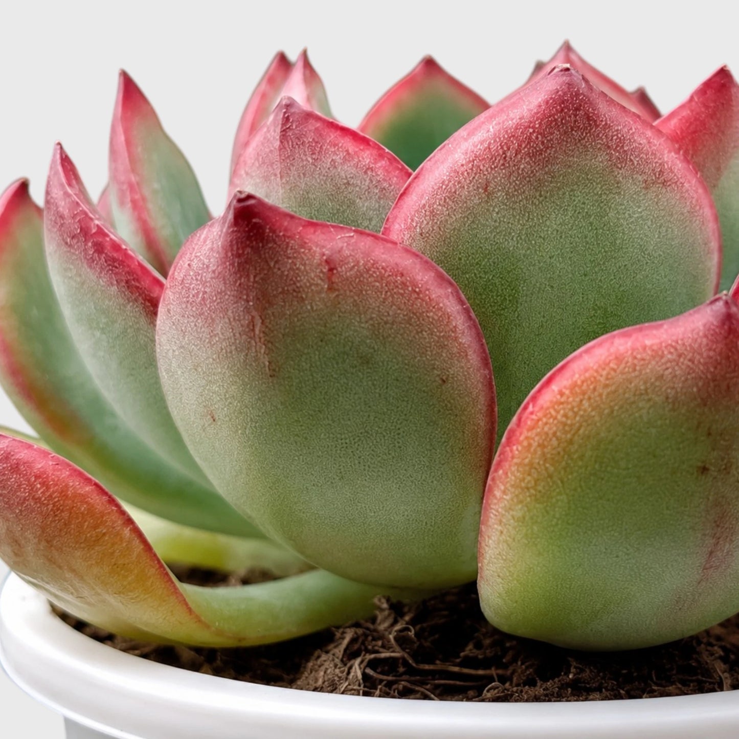 Echeveria Pulidonis – Red Edge Rosette Succulent | Premium Indoor & Balcony Plant