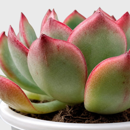 Echeveria Pulidonis – Red Edge Rosette Succulent | Premium Indoor & Balcony Plant