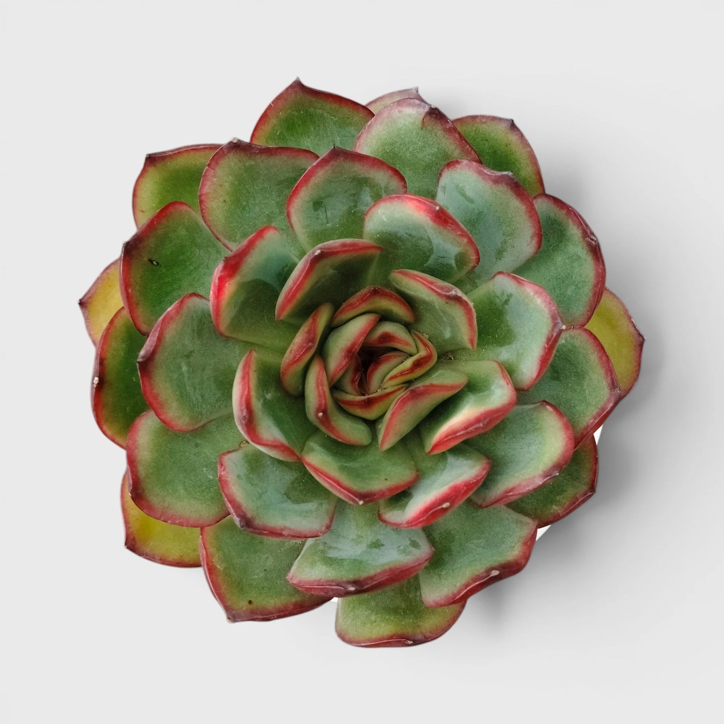 Echeveria Pulidonis – Red Edge Rosette Succulent | Premium Indoor & Balcony Plant